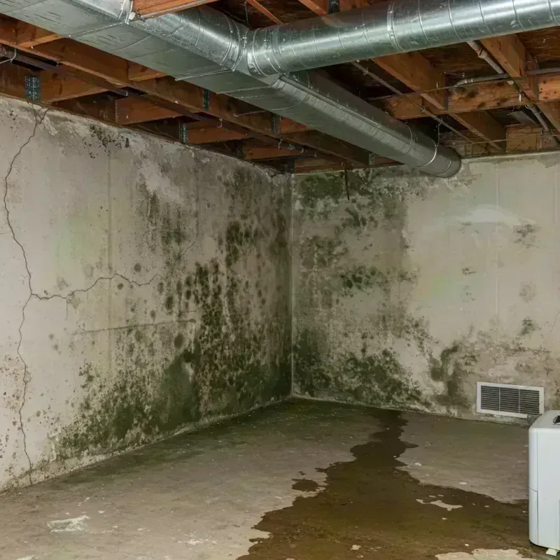 Professional Mold Removal in Brown County, IL